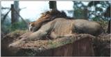 (P:\Africa\Lion) Dn-a0462.jpg (1/1) (74 K)