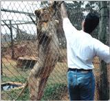 (P:\Africa\Lion) Dn-a0463.jpg (1/1) (126 K)