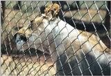 (P:\Africa\Lion) Dn-a0464.jpg (1/1) (127 K)