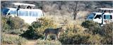 (P:\Africa\Lion) Dn-a0465.jpg (1/1) (83 K)