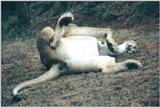 (P:\Africa\Lion) Dn-a0466.jpg (1/1) (117 K)