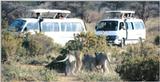 (P:\Africa\Lion) Dn-a0467.jpg (1/1) (97 K)