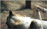 (P:\Africa\Lion) Dn-a0468.jpg (1/1) (72 K)