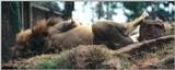 (P:\Africa\Lion) Dn-a0469.jpg (1/1) (70 K)