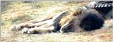 (P:\Africa\Lion) Dn-a0470.jpg (1/1) (77 K)