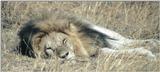 (P:\Africa\Lion) Dn-a0471.jpg (1/1) (85 K)