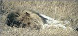 (P:\Africa\Lion) Dn-a0472.jpg (African Lion male)