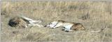 (P:\Africa\Lion) Dn-a0473.jpg (1/1) (76 K)