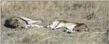 (P:\Africa\Lion) Dn-a0474.jpg (1/1) (93 K)