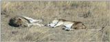 (P:\Africa\Lion) Dn-a0475.jpg (1/1) (81 K)