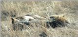(P:\Africa\Lion) Dn-a0476.jpg (1/1) (101 K)