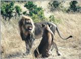 (P:\Africa\Lion) Dn-a0477.jpg (1/1) (140 K)