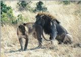 (P:\Africa\Lion) Dn-a0478.jpg (1/1) (133 K)