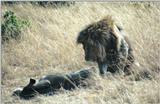 (P:\Africa\Lion) Dn-a0479.jpg (1/1) (134 K)