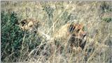 (P:\Africa\Lion) Dn-a0480.jpg (1/1) (132 K)