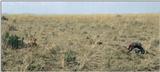 (P:\Africa\Lion) Dn-a0481.jpg (1/1) (88 K)