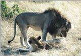 (P:\Africa\Lion) Dn-a0482.jpg (1/1) (126 K)