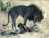 (P:\Africa\Lion) Dn-a0483.jpg (1/1) (121 K)