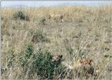 (P:\Africa\Lion) Dn-a0484.jpg (1/1) (150 K)