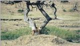 (P:\Africa\Lion) Dn-a0485.jpg (1/1) (116 K)