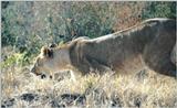 (P:\Africa\Lion) Dn-a0487.jpg (1/1) (107 K)