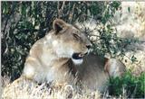 (P:\Africa\Lion) Dn-a0489.jpg (1/1) (140 K)