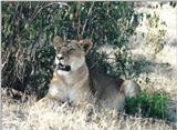 (P:\Africa\Lion) Dn-a0490.jpg (1/1) (162 K)