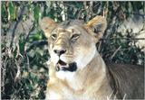 (P:\Africa\Lion) Dn-a0491.jpg (1/1) (117 K)