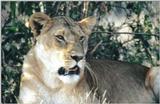 (P:\Africa\Lion) Dn-a0492.jpg (1/1) (90 K)