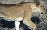 (P:\Africa\Lion) Dn-a0493.jpg (1/1) (95 K)