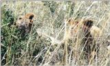 (P:\Africa\Lion) Dn-a0495.jpg (1/1) (135 K)