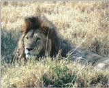 (P:\Africa\Lion) Dn-a0496.jpg (1/1) (122 K)