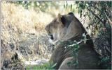 (P:\Africa\Lion) Dn-a0497.jpg (1/1) (109 K)