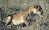 (P:\Africa\Lion) Dn-a0498.jpg (1/1) (122 K)