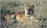 (P:\Africa\Lion) Dn-a0499.jpg (1/1) (125 K)
