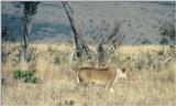 (P:\Africa\Lion) Dn-a0500.jpg (1/1) (88 K)