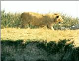 (P:\Africa\Lion) Dn-a0502.jpg (1/1) (50 K)