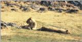 (P:\Africa\Lion) Dn-a0503.jpg (1/1) (79 K)