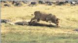 (P:\Africa\Lion) Dn-a0504.jpg (1/1) (91 K)