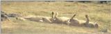 (P:\Africa\Lion) Dn-a0505.jpg (1/1) (41 K)