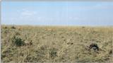 (P:\Africa\Lion) Dn-a0506.jpg (1/1) (87 K)