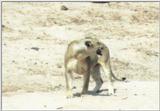 (P:\Africa\Lion) Dn-a0507.jpg (1/1) (34 K)