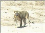 (P:\Africa\Lion) Dn-a0509.jpg (1/1) (30 K)