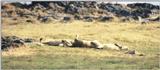 (P:\Africa\Lion) Dn-a0510.jpg (1/1) (91 K)