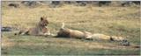 (P:\Africa\Lion) Dn-a0511.jpg (1/1) (58 K)
