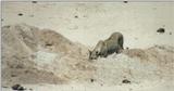 (P:\Africa\Lion) Dn-a0513.jpg (1/1) (70 K)