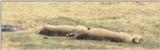 (P:\Africa\Lion) Dn-a0514.jpg (1/1) (36 K)
