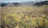 (P:\Africa\Lion) Dn-a0515.jpg (1/1) (107 K)