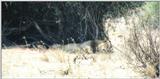 (P:\Africa\Lion) Dn-a0516.jpg (1/1) (55 K)