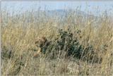 (P:\Africa\Lion) Dn-a0517.jpg (1/1) (117 K)